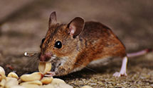 24 Hour & Emergency Exterminators in E Gull Lake, MN